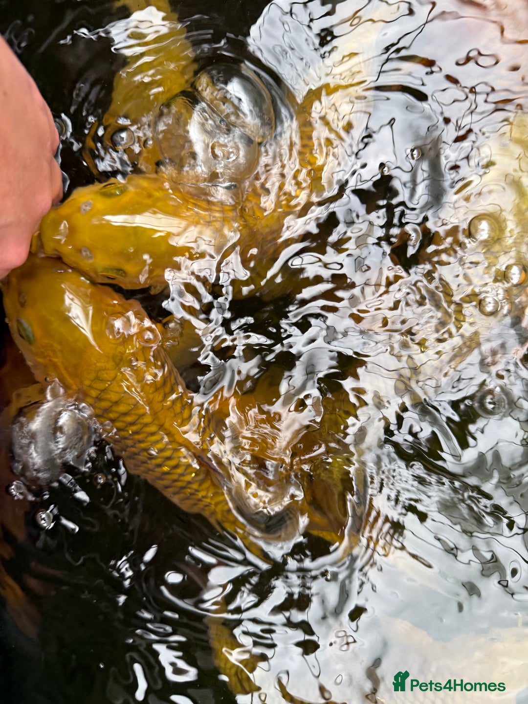 Koi Carp fish for sale: Chagoi koi carp - Image 4