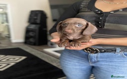 Miniature Dachshund dogs for sale: Miniature Dachshund Puppies - Image 4