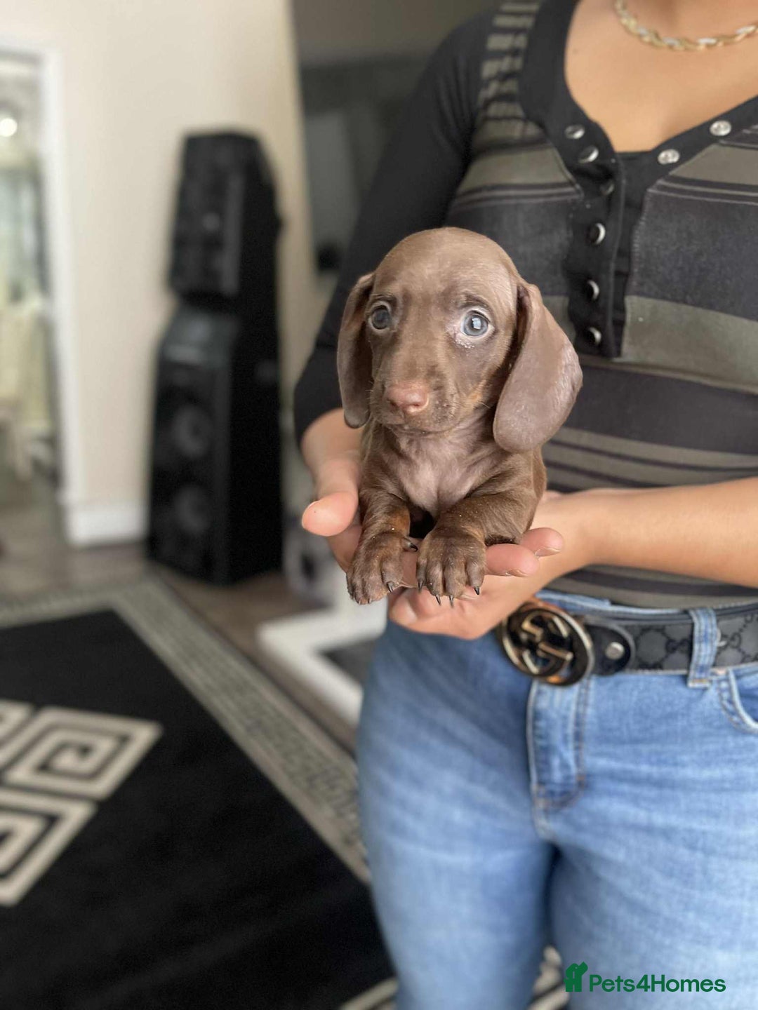 Miniature Dachshund dogs for sale: Miniature Dachshund Puppies - Image 4