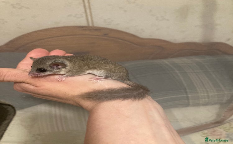 Mouse rodents - Advert 6