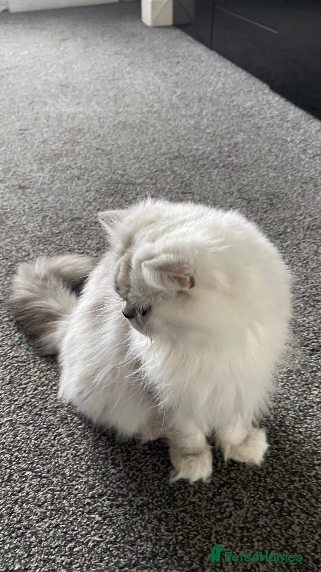 Persian cats for sale: Female - Image 1