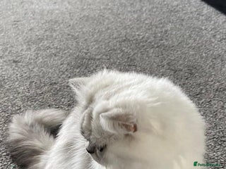Persian cats - Advert 17