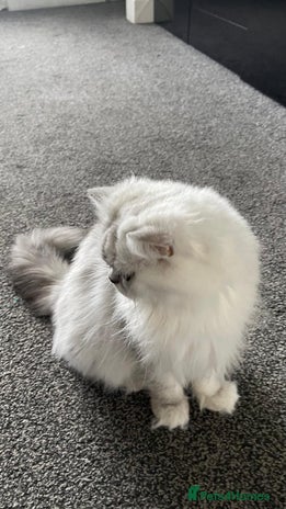 Persian cats - Advert 2