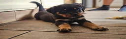 Rottweiler dogs for sale: Strong working line Rottweiler pups for sale in Dartford - Advert 10