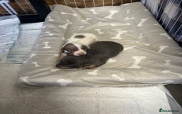 Miniature Dachshund dogs for sale: Miniture dachshund pups  - Advert 21