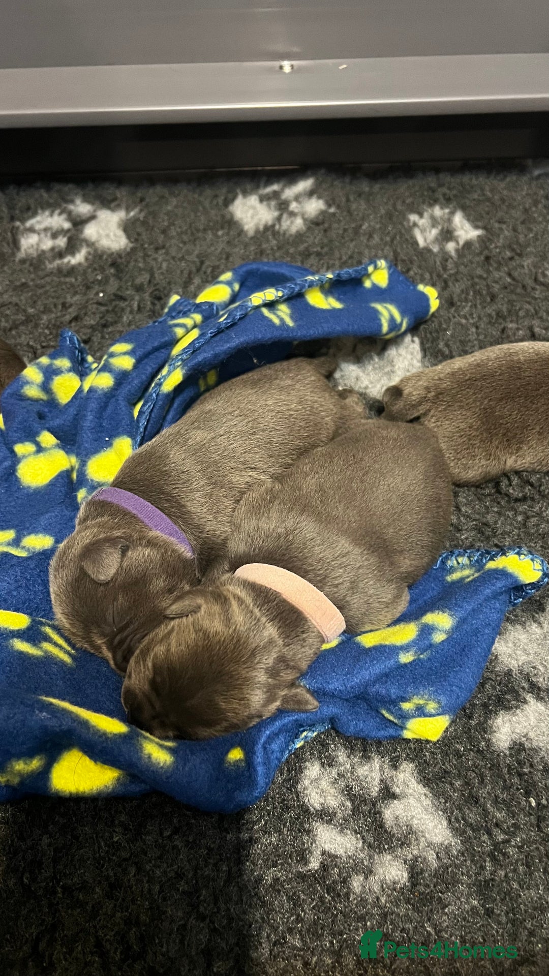 Staffordshire Bull Terrier dogs for sale: Blue Staffordshire Bull Terrier KC Registered  - Advert 15