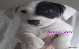 Jack Russell dogs for sale: Beautiful Jack Russel puppies - Image 8