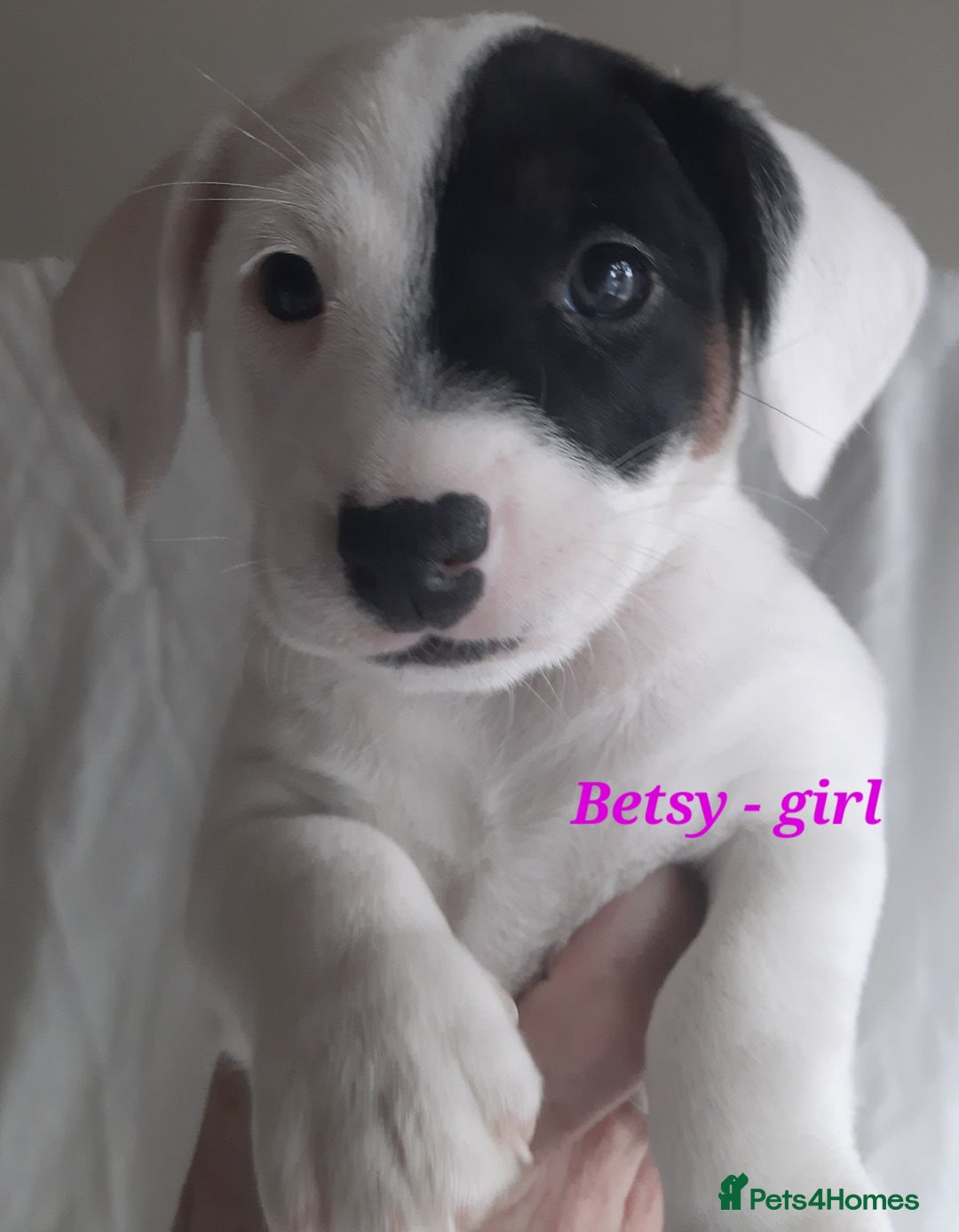 Jack Russell dogs for sale: Beautiful Jack Russel puppies - Image 8