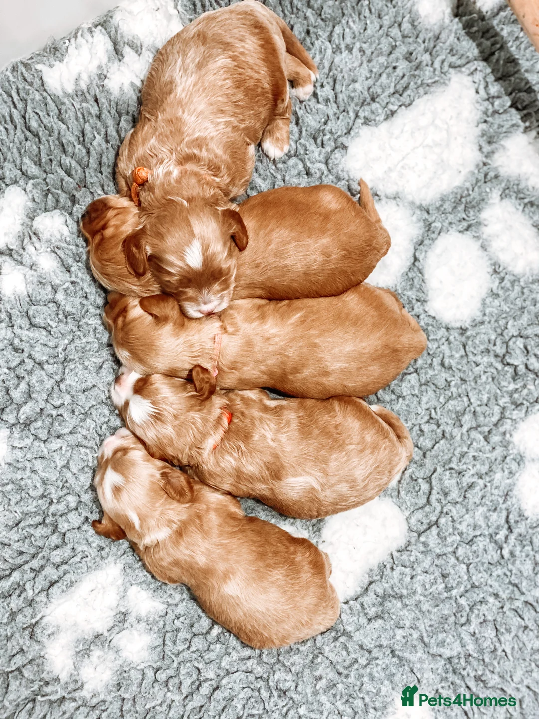 Toy Poodle dogs for stud:  **  Asian KC Toy Poodle for Stud DNA tested in Rickmansworth - Advert 17