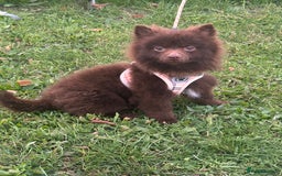 Pomeranian dogs for stud: Bear Pomeranian  - Image 2