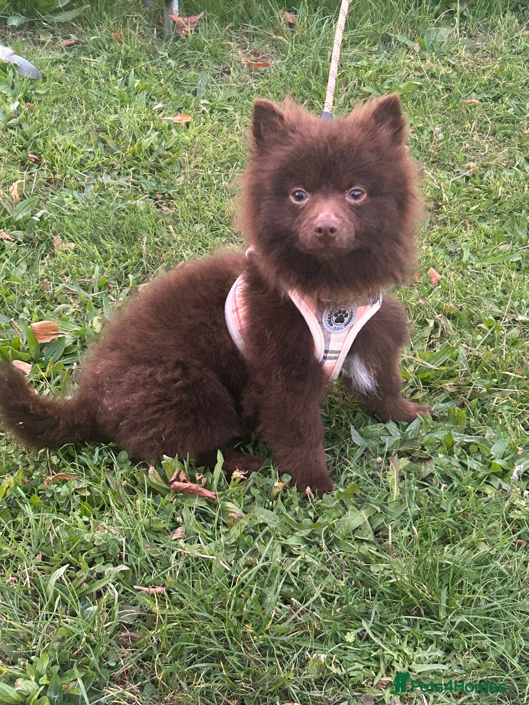 Pomeranian dogs for stud: Bear Pomeranian  - Image 2