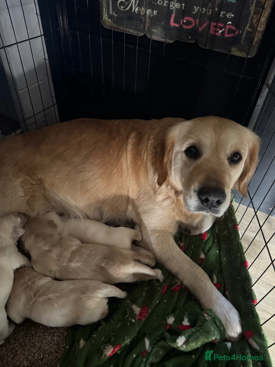 Golden Retriever dogs for sale: Gorgeous Golden Retrievers - Advert 1