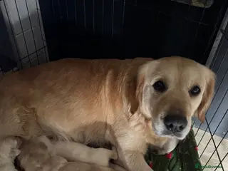 Golden Retriever dogs Gorgeous Golden Retrievers - Advert 13