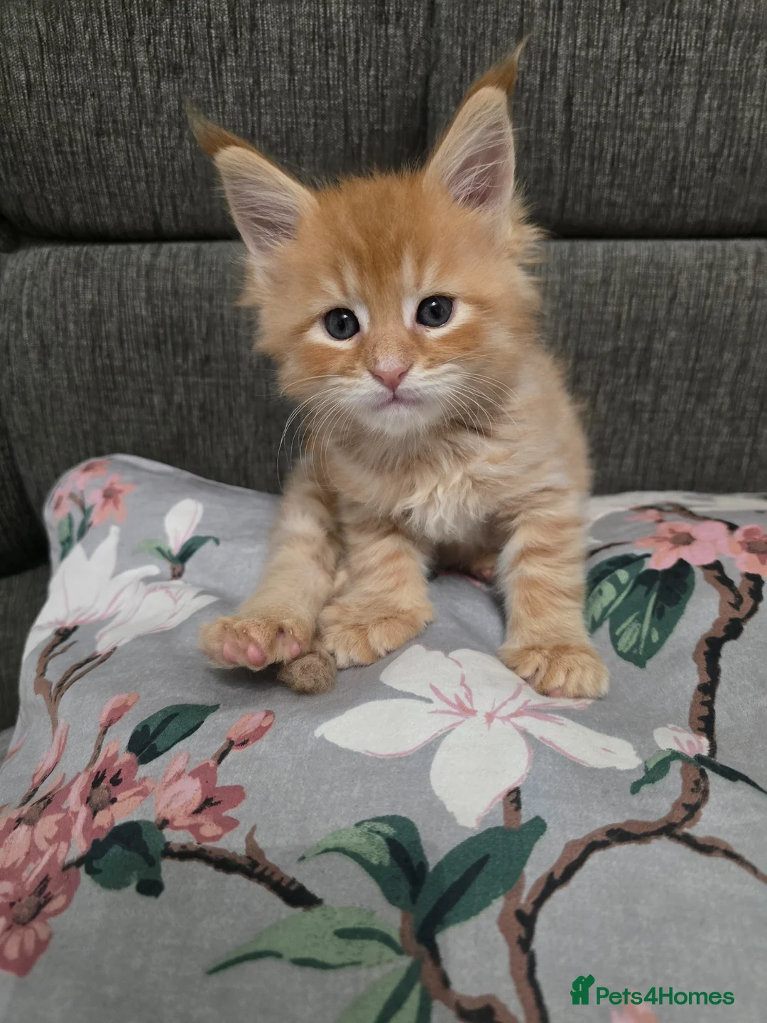 Maine Coon cats for sale: Red Tabby Maine Coons  - Advert 19