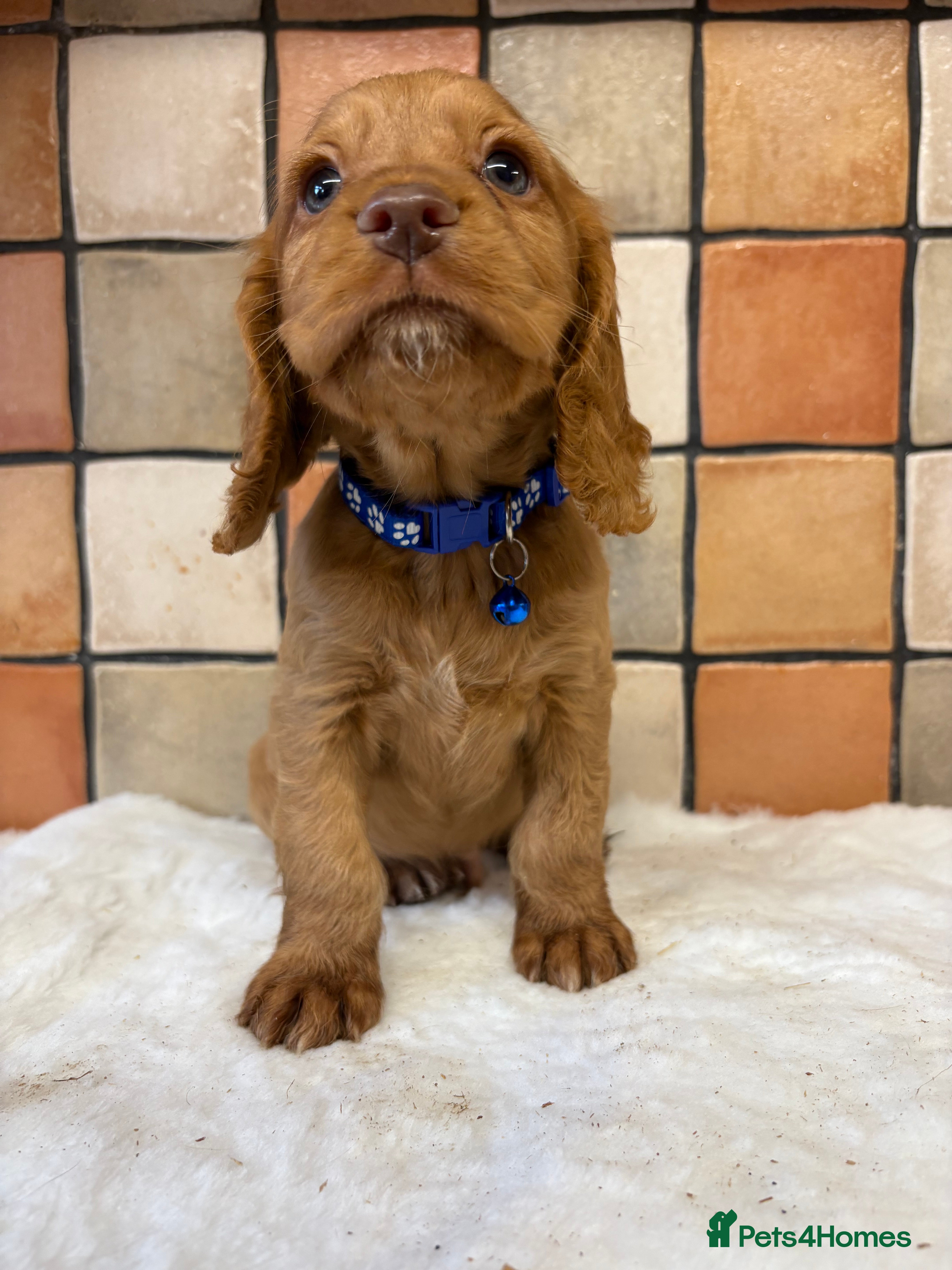 Cocker Spaniel dogs Golden Cocker spaniel puppies working bred  - Advert 17