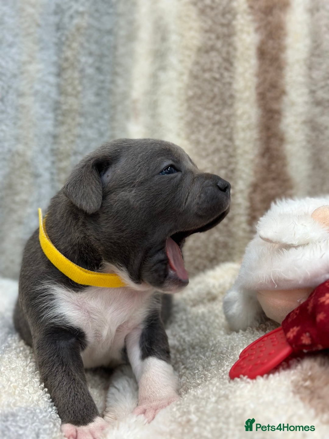 Staffordshire Bull Terrier dogs for sale: ✨🥰🐶 KC Registered Staffordshire Bull Terrier  🐾 - Advert 36