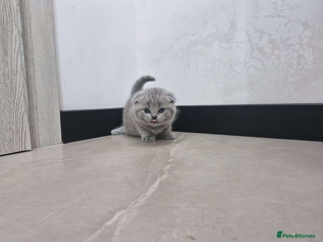 British Shorthair cats for sale: Beautiful British Short hairs kittens for sale - Image 12