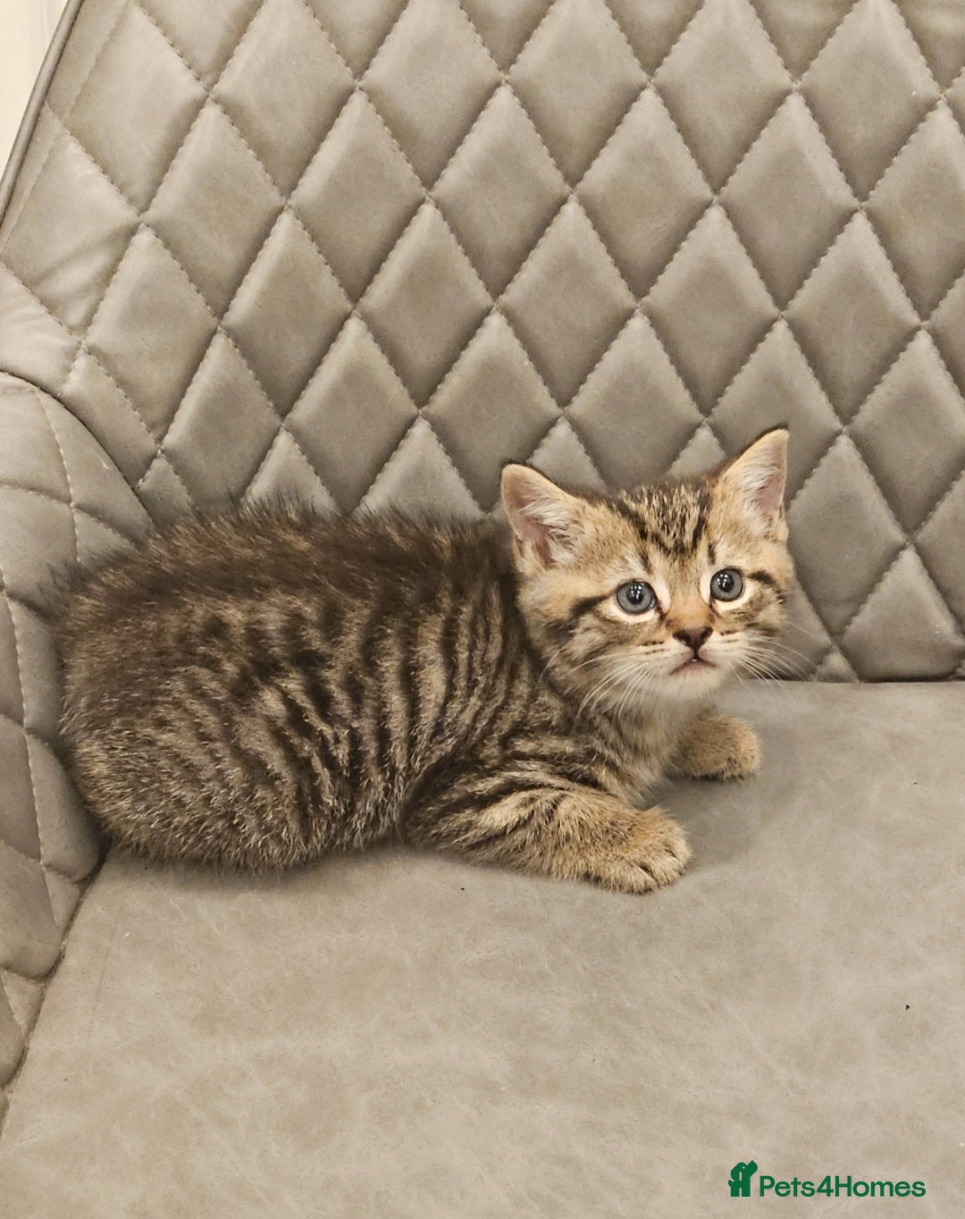 Mixed Breed cats Beautiful mixed Bengal kitten - Advert 12