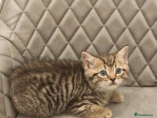 Mixed Breed cats Beautiful mixed Bengal kitten - Advert 12