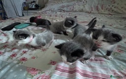 Mixed Breed cats for sale: Beautiful playful boy kittens  - Image 10