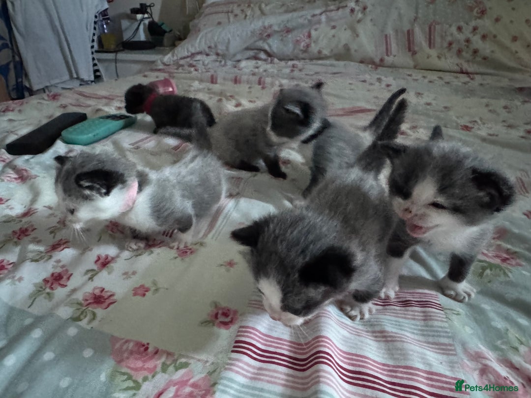 Mixed Breed cats for sale: Beautiful playful boy kittens  - Image 10