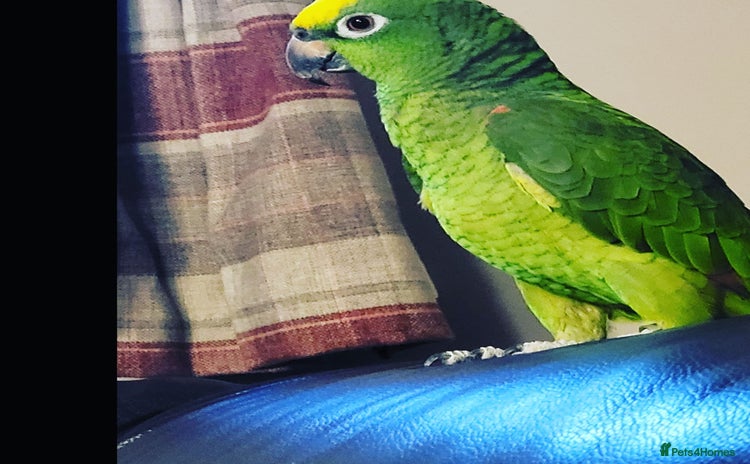 Parrots birds - Advert 1