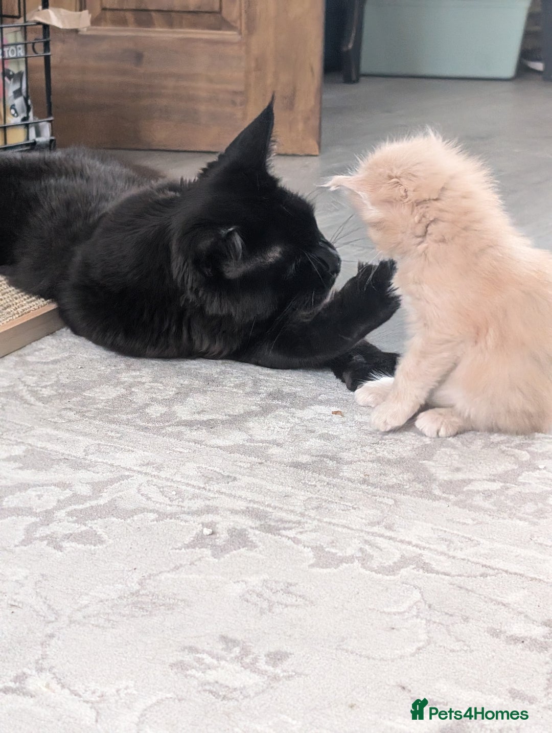 Maine Coon cats for sale: Beautiful Maine Coon Kittens - Image 19