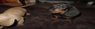 Dachshund 2