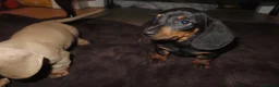 Dachshund dogs for sale: Dachshund puppies - Advert 5