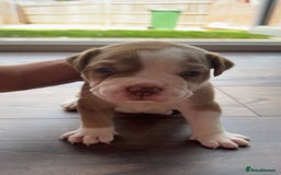 Alapaha Blue Blood Bulldog dogs for sale: IABBR registered Alapaha Blue Blood Bulldogs - Image 2