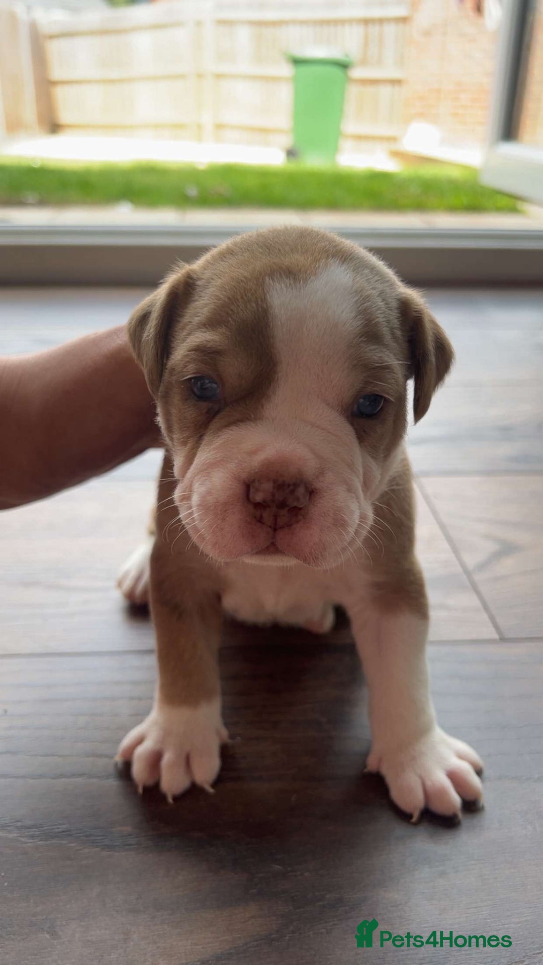 Alapaha Blue Blood Bulldog dogs for sale: IABBR registered Alapaha Blue Blood Bulldogs - Image 2