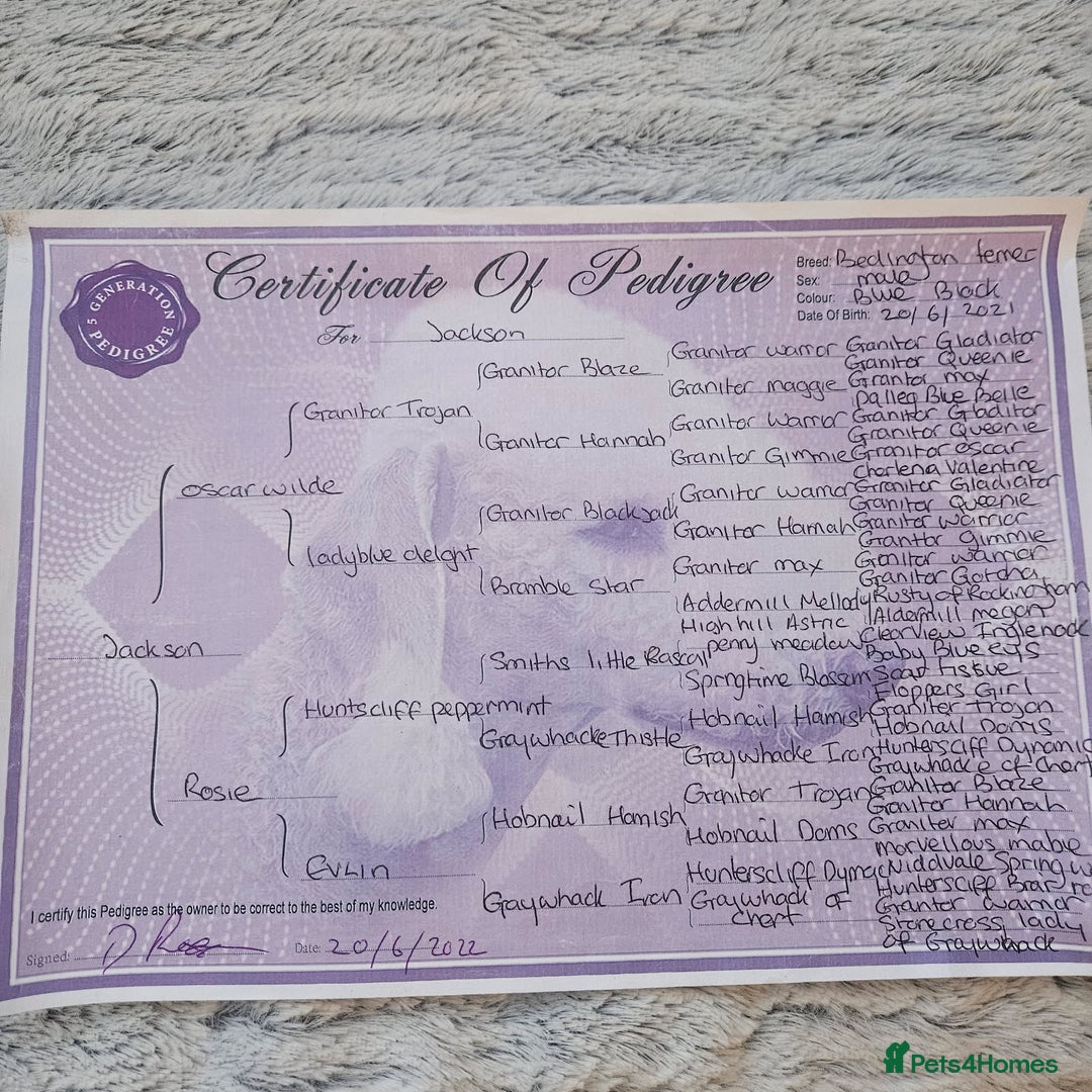 Bedlington Terrier dogs for sale: Bedlington whippet  - Advert 29