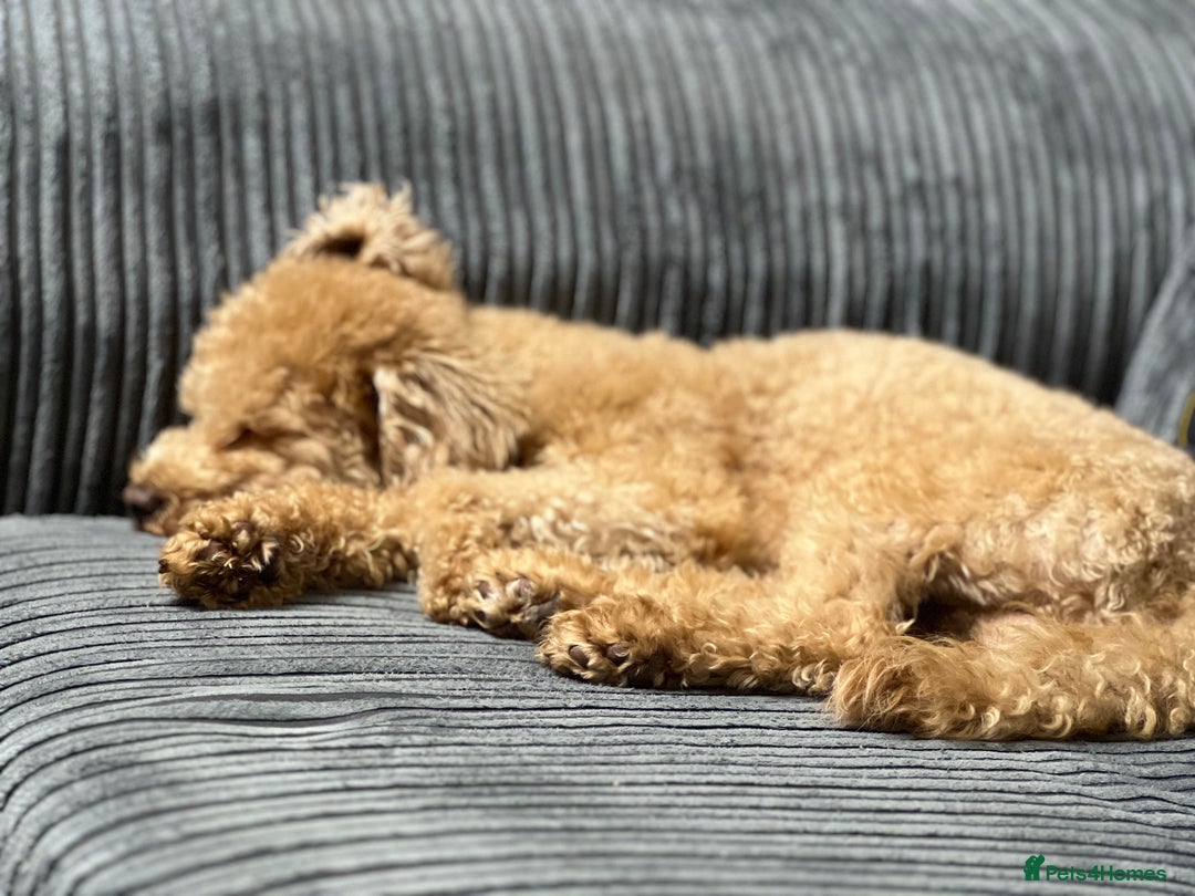 Toy Poodle dogs for stud: Toy Poodle Boy Looking for a Date – Scotland - Advert 10