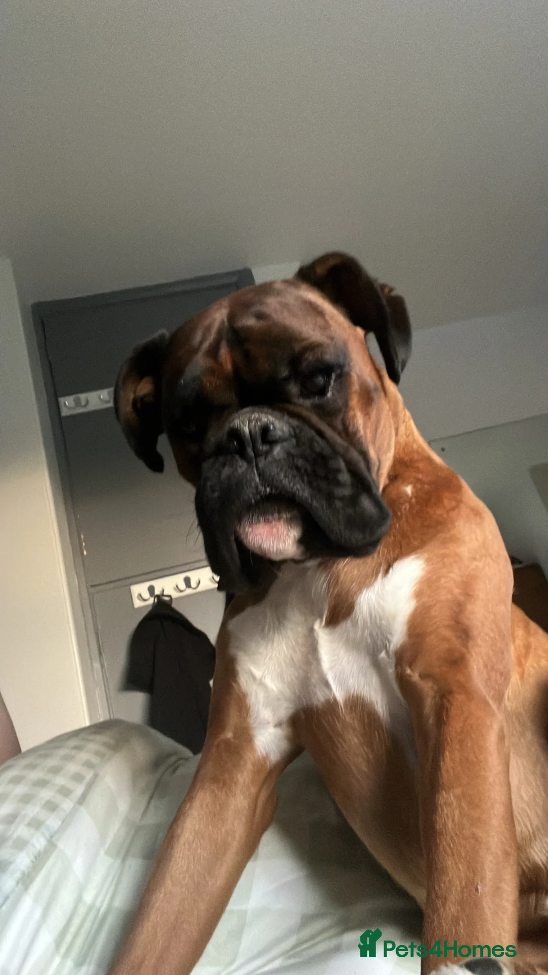 Boxer dogs for sale: 5 year old Boxer  in Northallerton - Advert 5