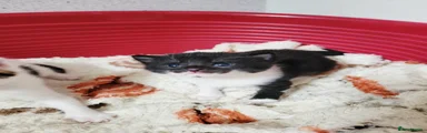 Mixed Breed Kitten 2