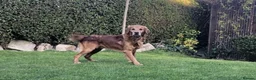 Golden Retriever dogs for sale: KC Reg Dark Red Golden Retriever-100% DNA Tested - Advert 14