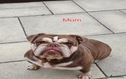 English Bulldog dogs for sale: 3 Year old Beautiful Chocolate and Tan Female - Image 6
