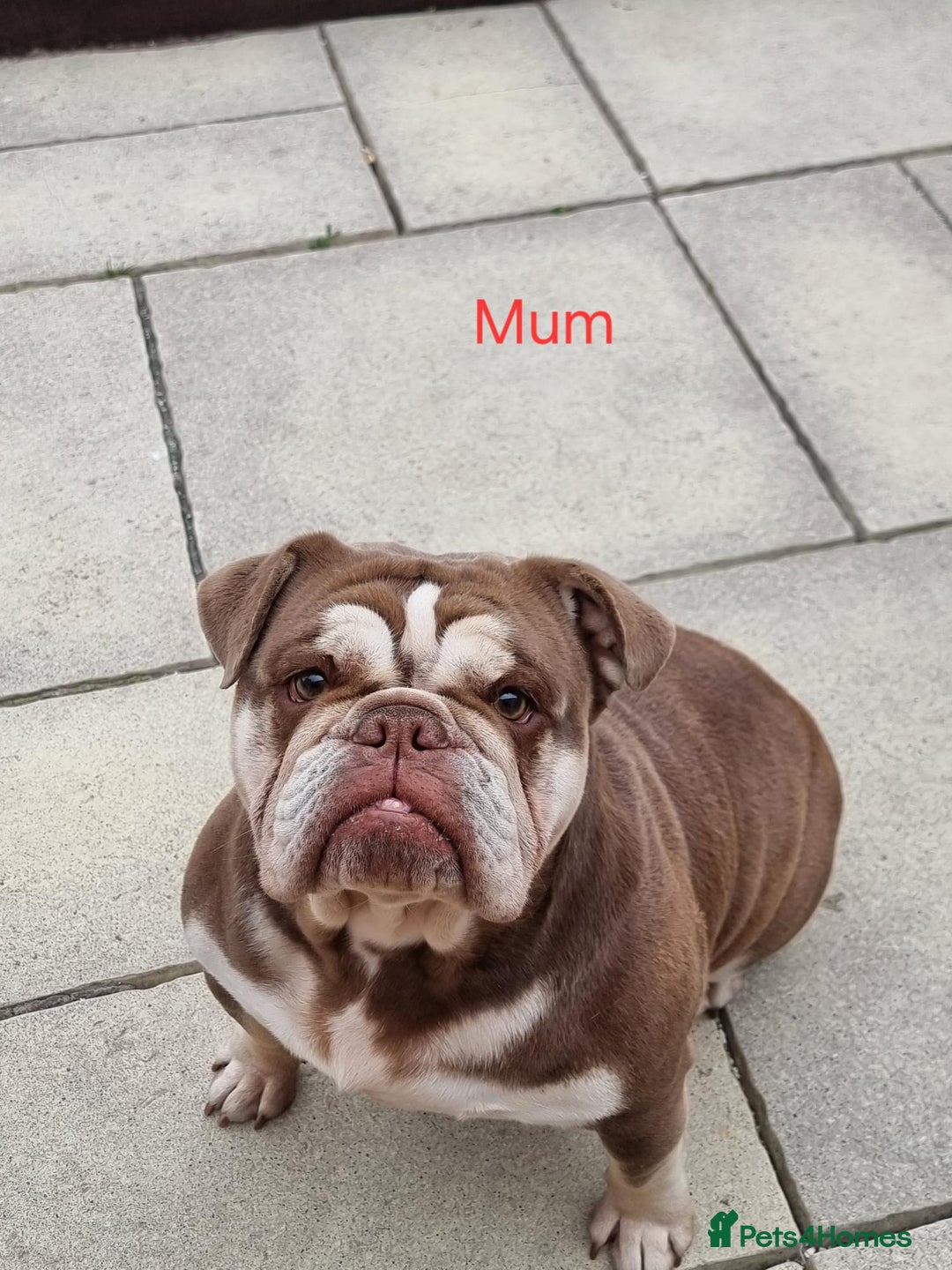 English Bulldog dogs for sale: 3 Year old Beautiful Chocolate and Tan Female - Image 6