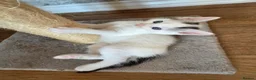 Mixed Breed cats for sale: 6 stunning breed kittens - Advert 5