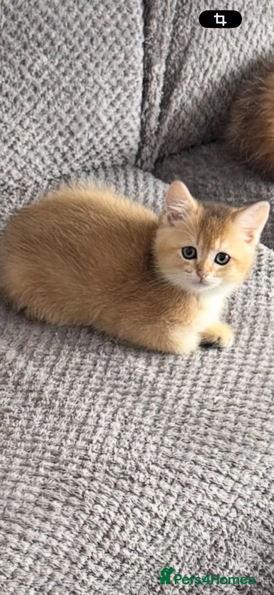 Scottish Fold cats for sale: Charming Scottish Straights and  Fold available. - Advert 1