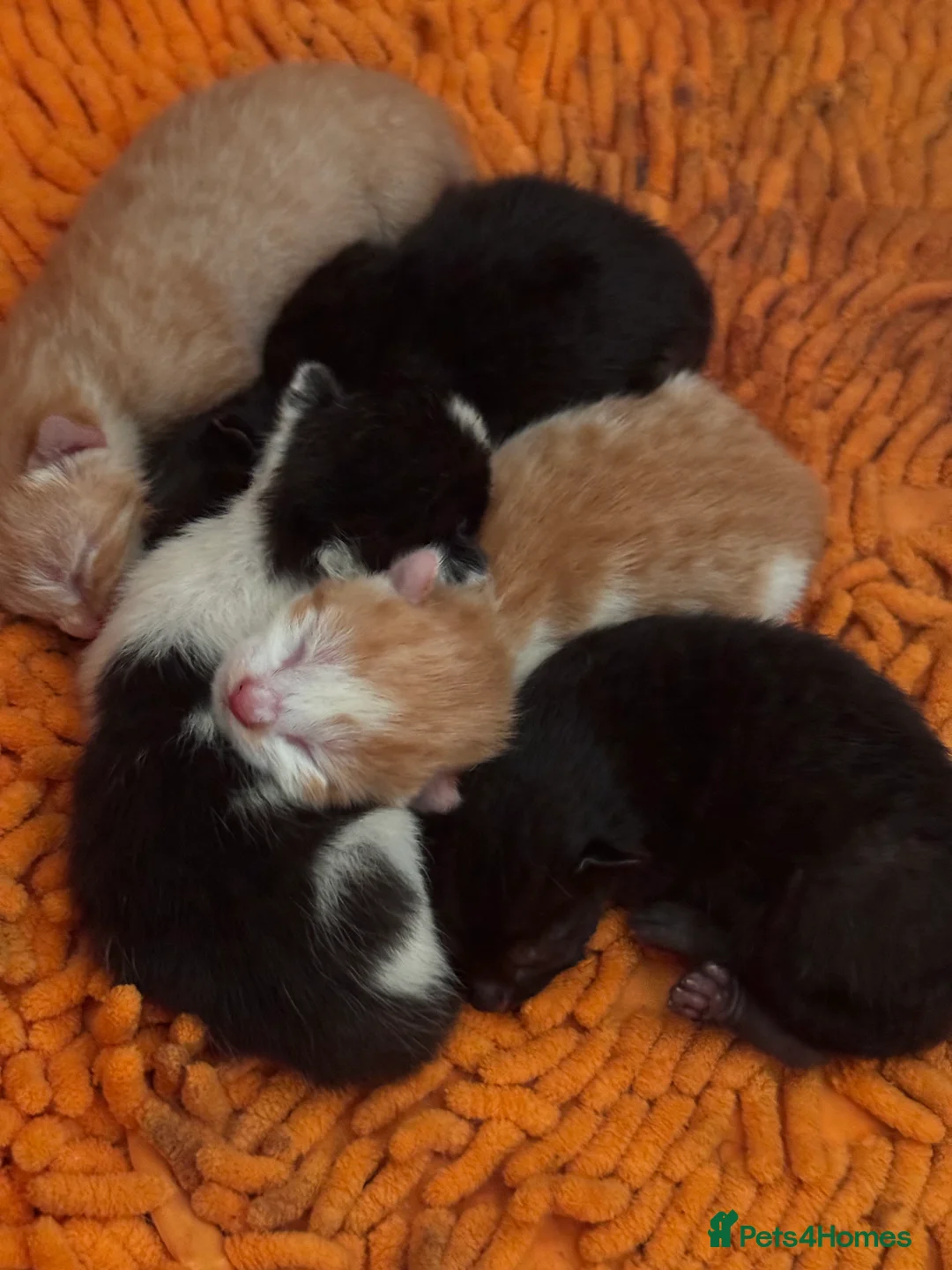 Mixed Breed cats for sale: Mixed breed stunning kittens - Advert 9