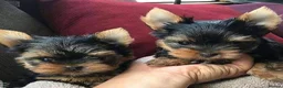 Yorkshire Terrier dogs for sale: Gorgeous Family Raised Yorkie Puppies - Advert 2