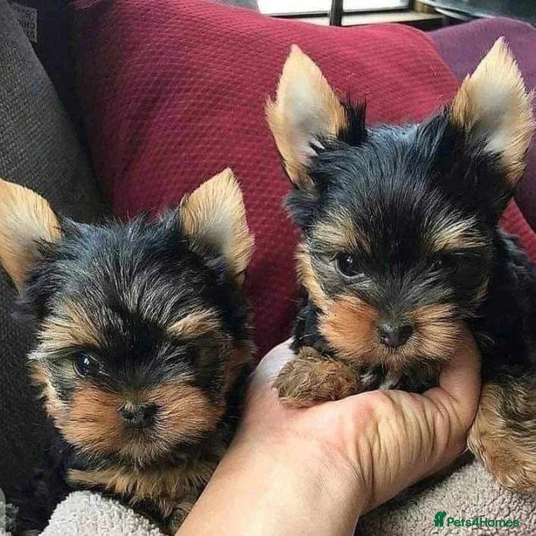 Yorkshire Terrier dogs for sale: Gorgeous Family Raised Yorkie Puppies - Advert 2