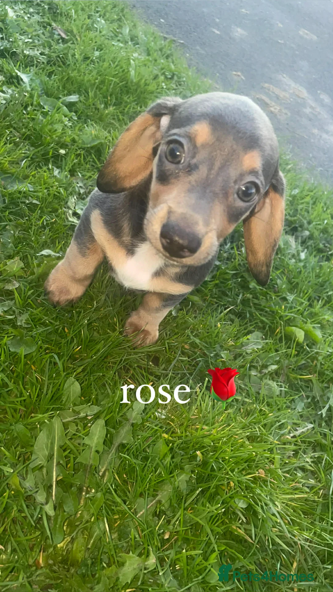 Dachshund dogs for sale: Beautiful Dachshund puppies for sale  - Advert 2