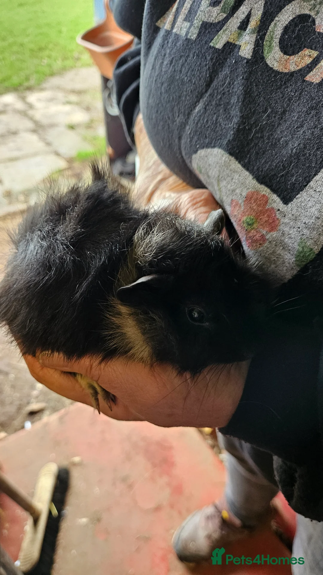 Guinea Pig rodents for sale: 4 x Bonded brothers available.  - Advert 8