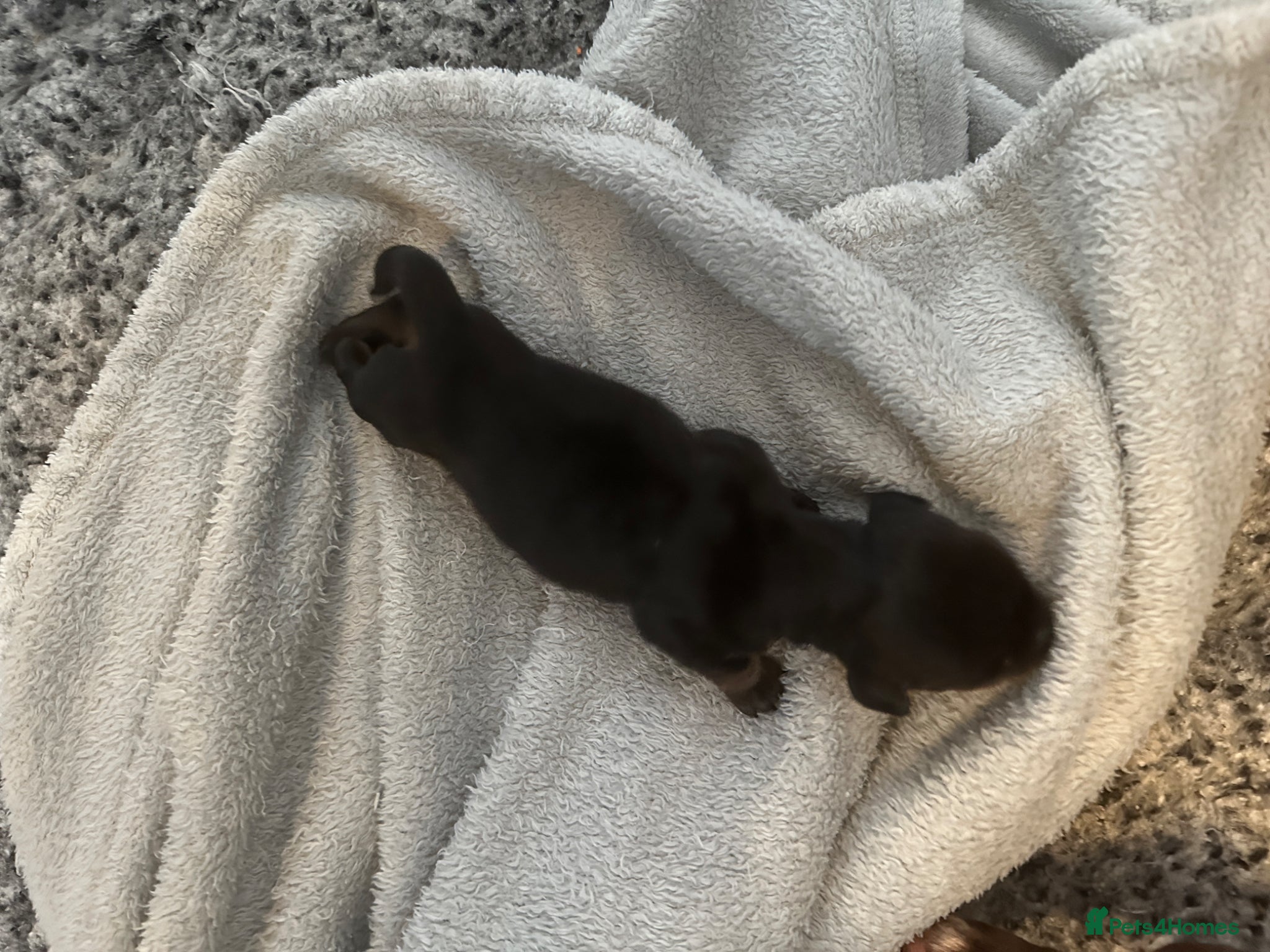 Miniature Dachshund dogs KC champion bloodline PRA clear minature dachshund - Advert 2