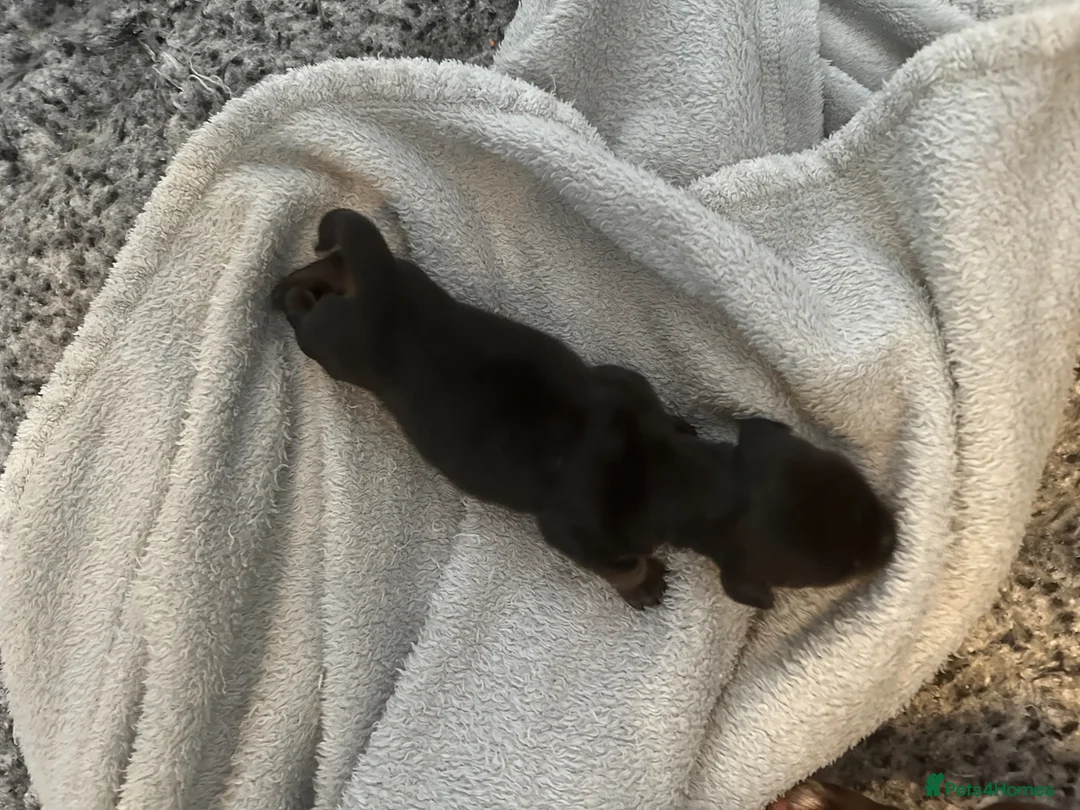 Miniature Dachshund dogs for sale: KC champion bloodline PRA clear minature dachshund - Advert 32