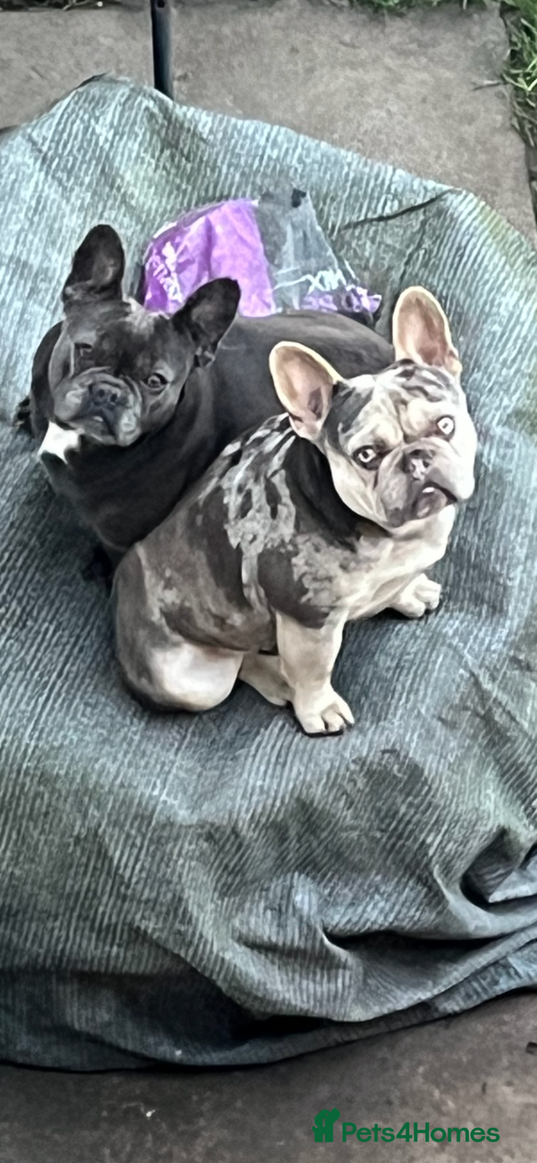 French Bulldog dogs for sale: French bulldog puppys  - Advert 1