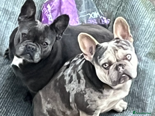 French Bulldog dogs French bulldog puppys - Advert 1