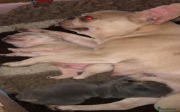 French Bulldog dogs for sale: French Bulldog Puppies - Image 2